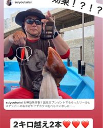 ステイゴールド　タコ　　