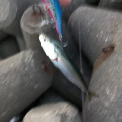 サバが明石にやってきた！