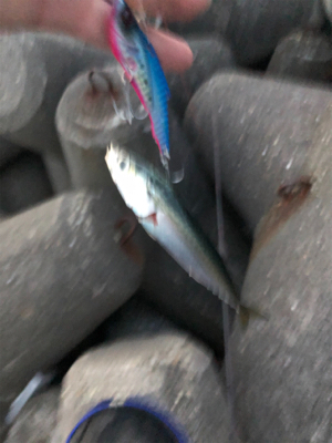 サバが明石にやってきた！