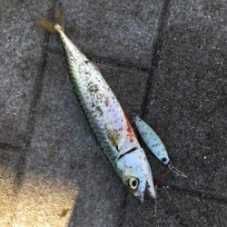 もはや逆にサバング堪能♪