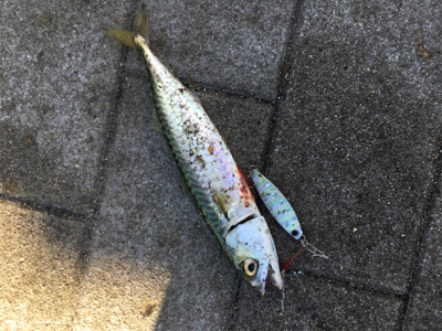 もはや逆にサバング堪能♪