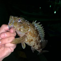 いつも通りのガシリング。