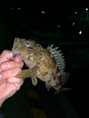 いつも通りのガシリング。