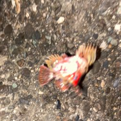 ガシラは釣れる^_^♫