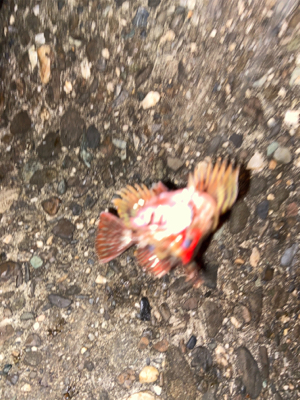 ガシラは釣れる^_^♫