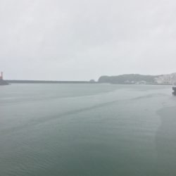 大雨の中のダツ85センチ