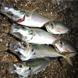 朝マズメアジング