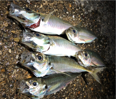 朝マズメアジング