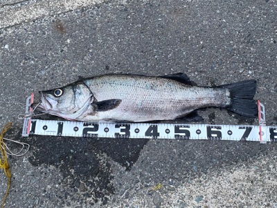 デカヒラゲット！