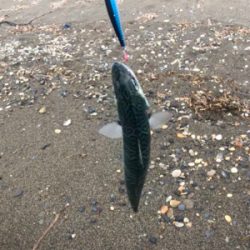 北海道　シーバス　レア