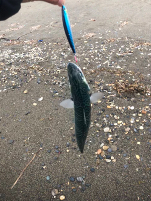 北海道　シーバス　レア