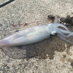 アジ確保からヤエン