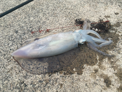 アジ確保からヤエン