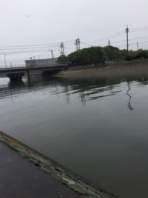 シーバス求めて