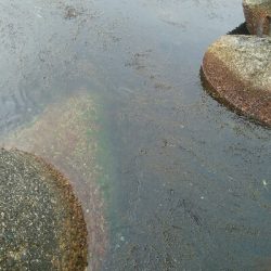 春アオリ釣れました！