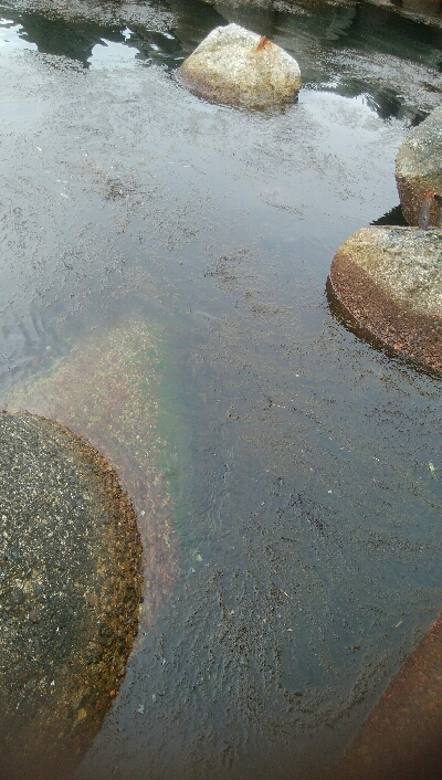 春アオリ釣れました！