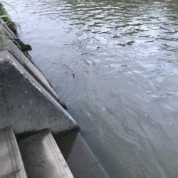 増水後のナマズ釣り