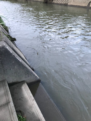 増水後のナマズ釣り