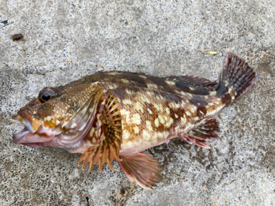 暗いうちから、、