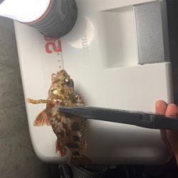 アジングのはずが…