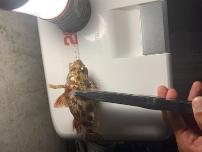 アジングのはずが…