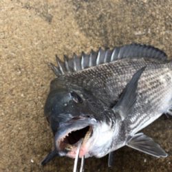 雨の午後からチヌ狙い