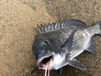 雨の午後からチヌ狙い