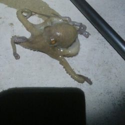 春アオリとたこ！