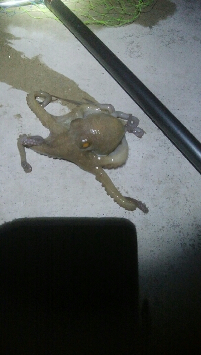 春アオリとたこ！