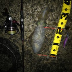 キロオーバーには程遠いけどσ(^_^;)アオリイカ  GET!