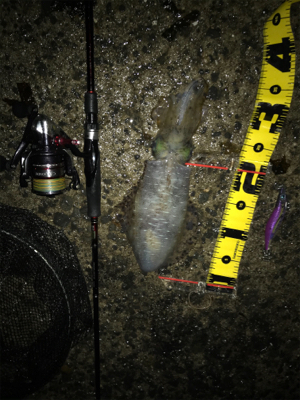 キロオーバーには程遠いけどσ(^_^;)アオリイカ  GET!