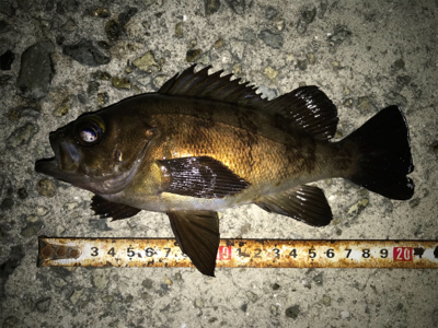 2020ライトゲーム第17戦