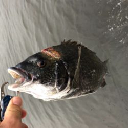 雨降りチヌ釣行
