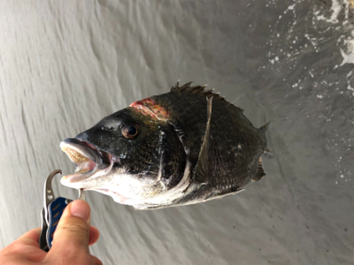 雨降りチヌ釣行