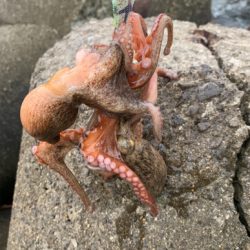 タコ、プチ爆。