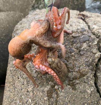 タコ、プチ爆。