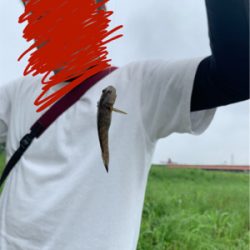 荒川　テナガエビ