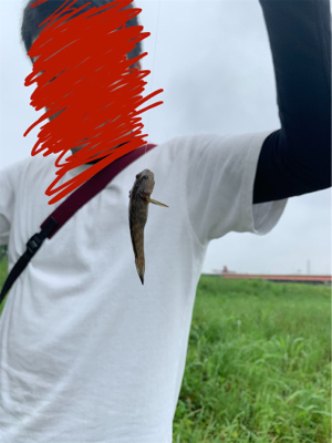 荒川　テナガエビ