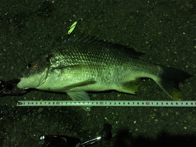 初のキビレです