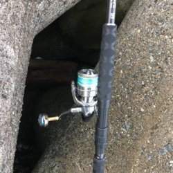 サワラ?サゴシ?今日は月曜日?