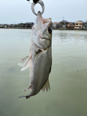 今日の釣果