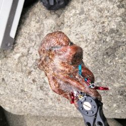 タコシーズンです