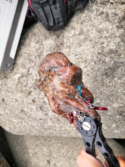 タコシーズンです