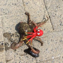 小サバに成長しつつ、タコはそろそろ♪