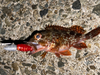 サバガシラ祭り(>_<)