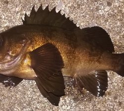 メバリング1840〜1925