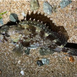 シンペンガシリング