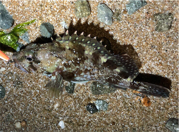 シンペンガシリング