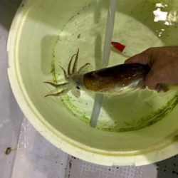 舞鶴沖　イカメタル