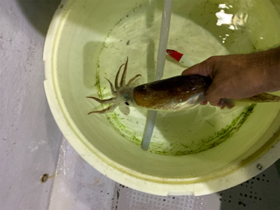 舞鶴沖　イカメタル